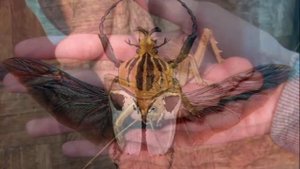 Самые большие насекомые \ large insects