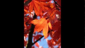 Майкл Конвей Бейкер "Кино-вальс" / Michael Conway Baker "Silver Screen Waltz"