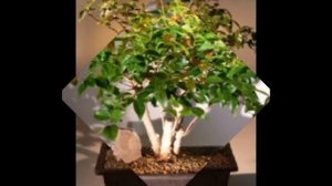 Flowering Surinam Cherry Bonsai Tree (eugenia uniflora)