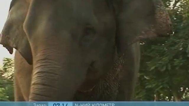 N-ный Километр: Тайские Слоны-Пенсионеры - Ранок - Інтер смотреть онлайн