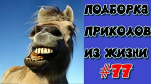 смешные видео #77 / лучшие видео / подборка приколов