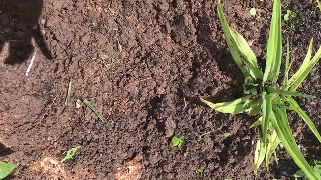 Размножение многолетников в начале лета смотреть онлайн