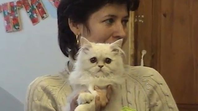 Персы классики питомника Голубой Топаз смотреть онлайн