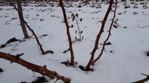 Малина Маравилла и Пшехиба, как выглядят зимой?
