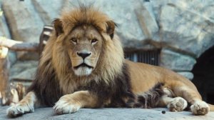 Лев Сэм из Новосибирского зоопарка