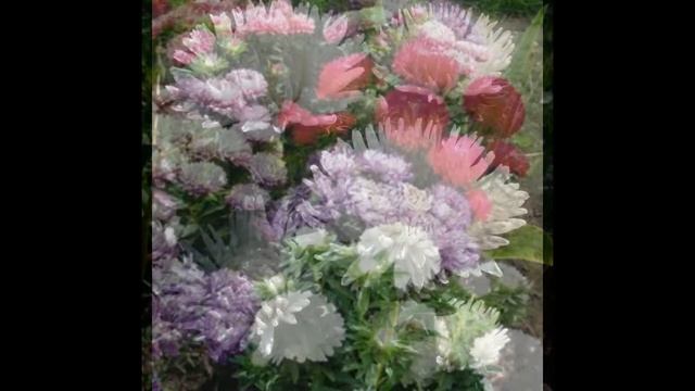 Яркие краски осени! Красавицы Астры! смотреть онлайн