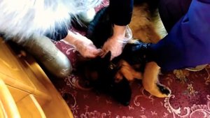 Прививки от бешенства Nobivac Rabies.(мои собаки)