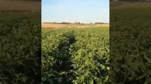 Томат Консерватто и Новатто