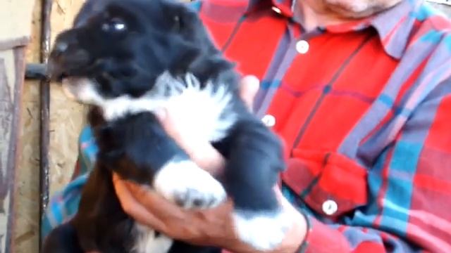 черный щенок алабая среднеазиатской овчарки из питомника АЗ МАРАЛ УЛЬЯНОВСК смотреть онлайн