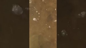 Ловля карпа на хлеб