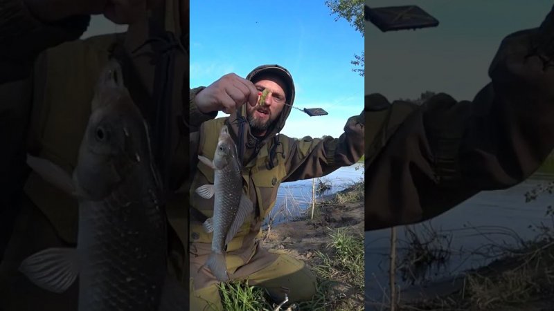"карась на "жмыховку". #рыбалка #карась #fishing