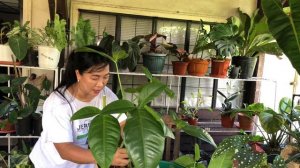 How my 8ft. long Tri-leaf wonder ( Syngonium Podophyllum ) Plant became so lush in minutes