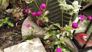 Обзор сада 4 июля | Цветущий сад летом | РАСТЮШКИ В САДУ | ЛЕТО В САДУ 2021