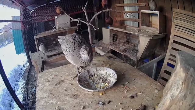 Вечером в вольере. Как засыпает фазан охотничий обыкновенный смотреть онлайн