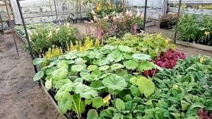 Геркулес в саду. Между делом немного о растениях.