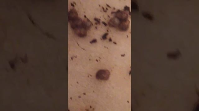 улитки охотины! смотреть онлайн