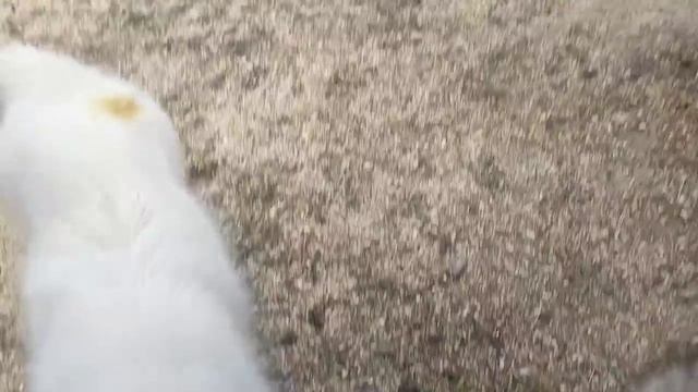 Горец невеста смотреть онлайн