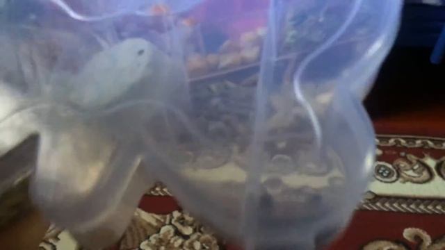 Что кушают хомяки