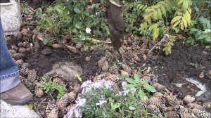 Астра зимняя многолетняя.  Размножение астры делением куста