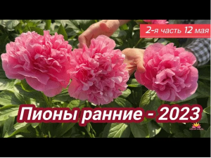 Цветение пионов 12 мая 2023 года / Сад Ворошиловой