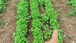 кинза посев сеялкой , или вручную