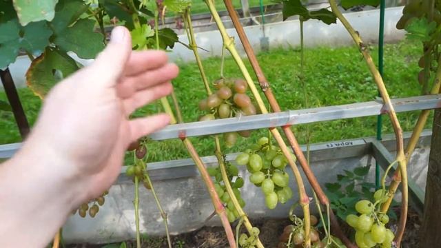 Виноград Подмосковья, Эстер, ЮХД, Лора, Арго, Виктор смотреть онлайн