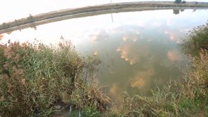 Озеро Калач ... Мега Клев Карася ...