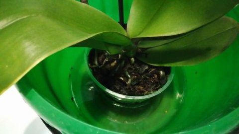 Вредители орхидей. Насекомые в грунте. #моишестьсоток#хештег#орхидеи