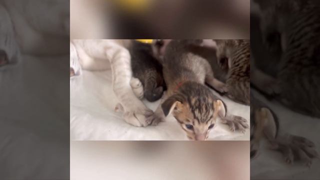 Ориентальные котята пятнистого окраса ориентал ориентальная кошка