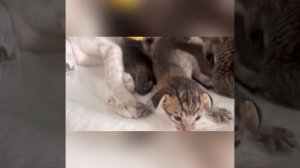 Ориентальные котята пятнистого окраса ориентал ориентальная кошка