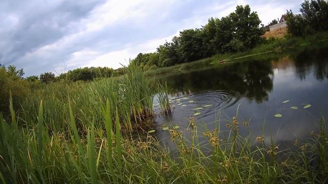 РЫБАЛКА НА КАРАСЯ!!!КРУПНЫЙ КАРАСЬ!!! смотреть онлайн