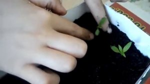 пересаживаем флоксы.