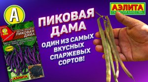 Раннеспелый сорт спаржевой фасоли ПИКОВАЯ ДАМА