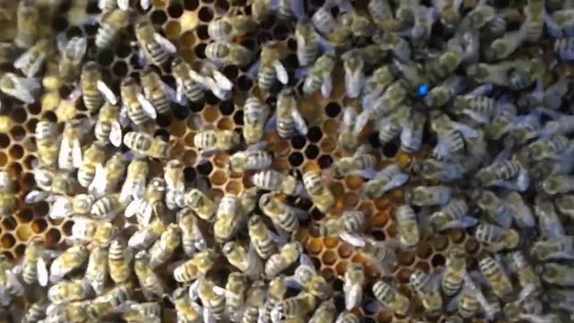 Подсадка плодной матки Бакфаст в чём ошибка смотреть онлайн