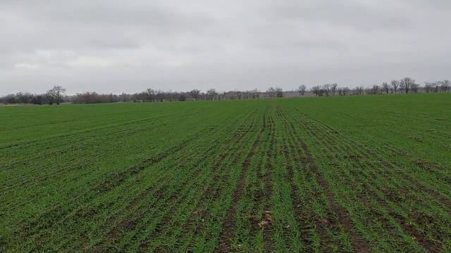 Состояние озимой пшеницы сорт КАНТАТА 14.12.21