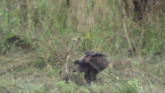 Голоса птиц. Большой подорлик. смотреть онлайн