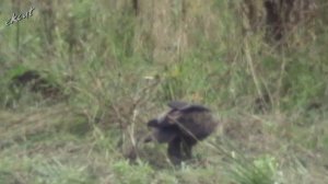 Голоса птиц. Большой подорлик.