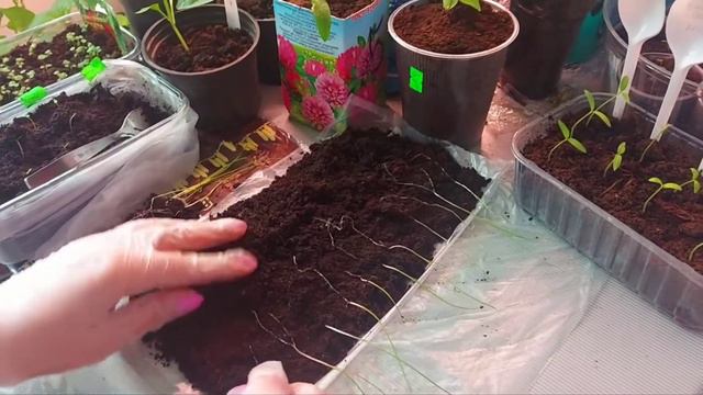 Немного о моей рассаде в марте 🌞 смотреть онлайн