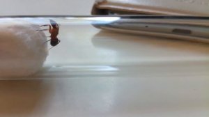 Raptiformica Sanguinea. Кроваво-красный муравей рабовладелец.