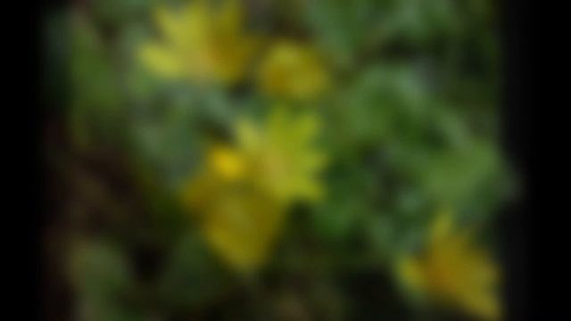 ЧИСТЯК (FICARIA) сем. Лютиковые смотреть онлайн