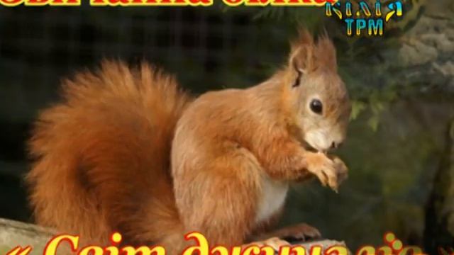 В Килии скоро откроется выставка экзотических животных(25.06.18) смотреть онлайн