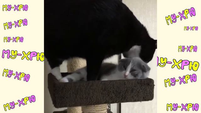 Cute Baby Animals Dogs And Cats | СМЕШНЫЕ ЖИВОТНЫЕ 2020 | Baby Animals | Веселые котята #13 смотреть онлайн