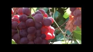 Новые гибридные формы винограда Голуба Анатолия Алексеевича