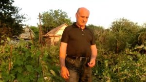 Сорта голубики. Уход за голубикой высокорослой