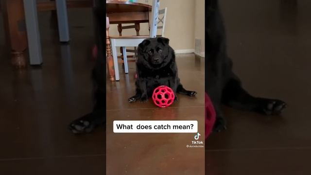 How do I play this game?…You have to catch it…ok i’ll catch it…What does catch mean?