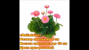 Маргаритки