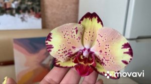 Фаленопсис Микки Кроун