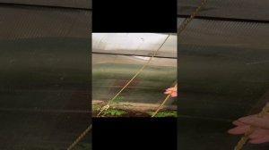 Отличная идея для подвязки помидор 🍅