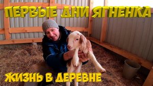 Первые дни ягненка. [Жизнь в деревне]