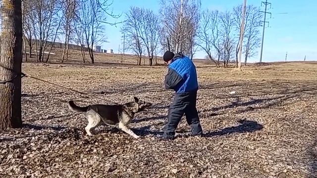 Восточноевропейская Овчарка. East-European Shepherd.